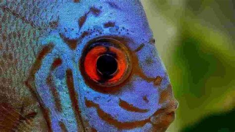 blink fish|The Blink Fish.